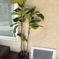 Ficus 5 Gallon 