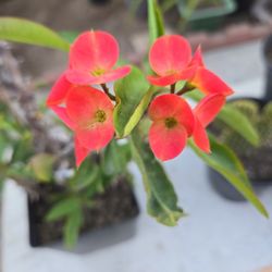 "California Sunset" Corona De Cristo