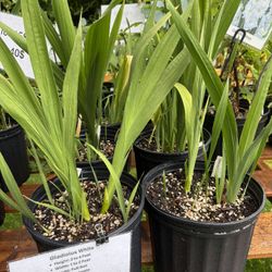 Gladiolus Plants 