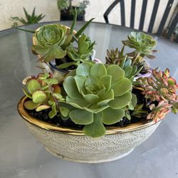 Many Beautiful Succulents 