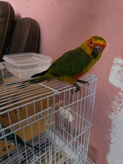 Sun Conure Parrot with Wire Cage
