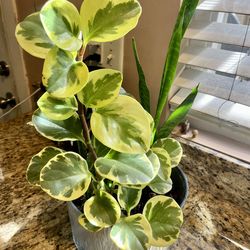 Variegated Peperomia + Snake Plant in Decorative Pot – Easy Care 🌿