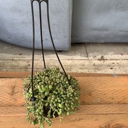 Indoor Plant 