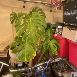 Monstera Plant 