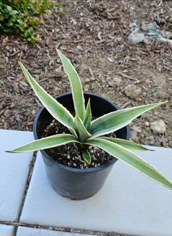 Agave Americana Variegata - Succulent Plant (1-Gal)