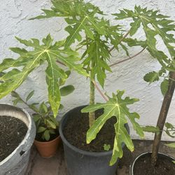 ÁRBOL DE PAPAYA