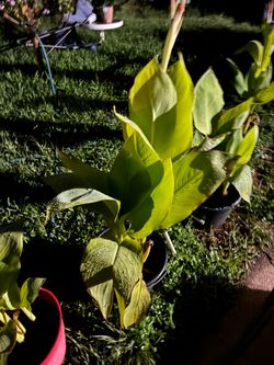 Orange Cannas
