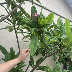 Plumeria 