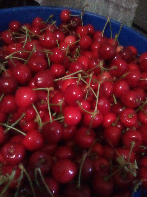 🍒 Cherries 