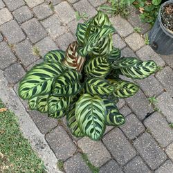 Calathea Makoyama plant 