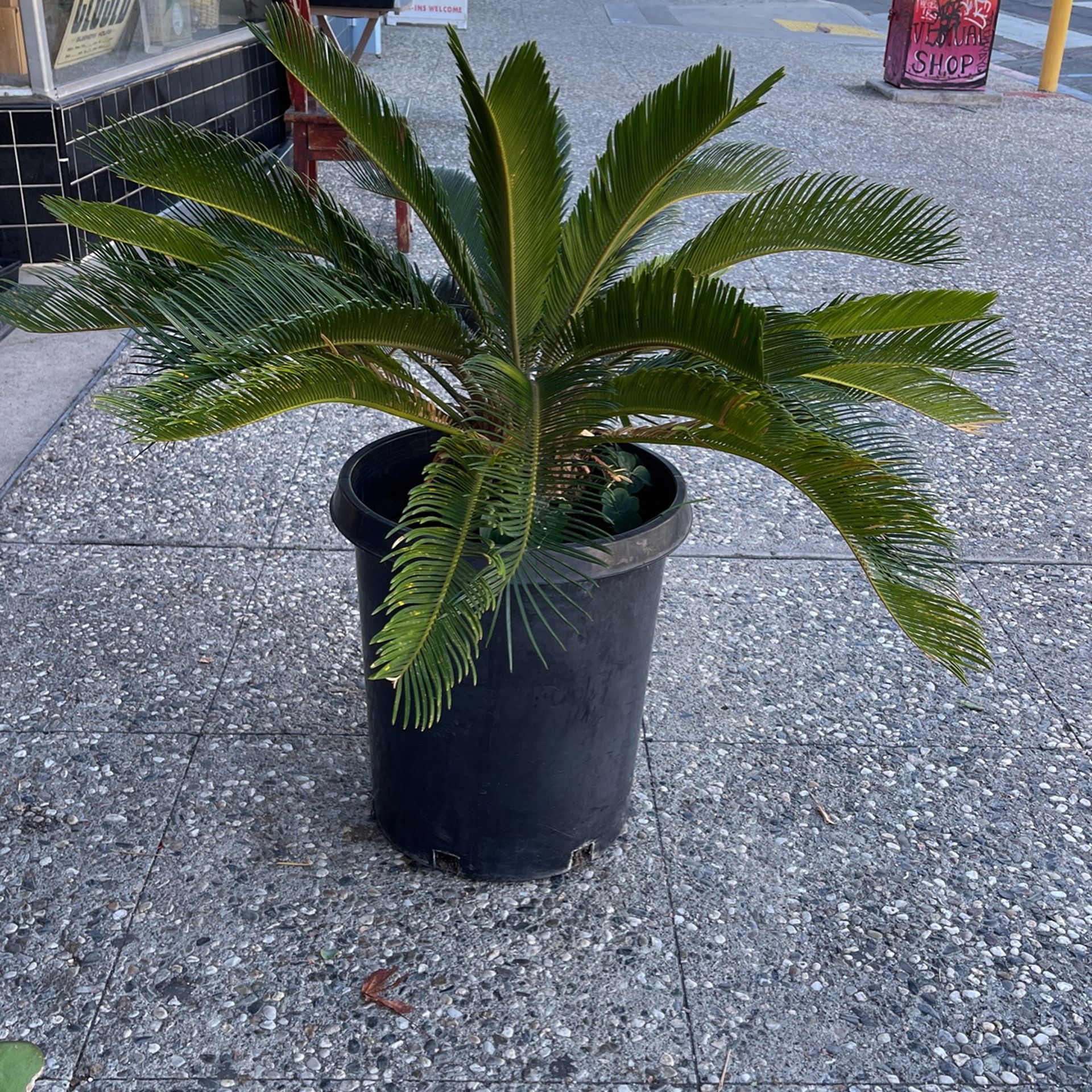 Kings Size Sago Palm
