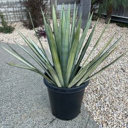 Yucca Plants – Multiple Plants Sold Together 🌿