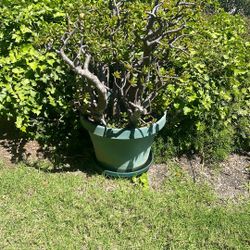 Free Large Jade Plant 4 Ft Tall