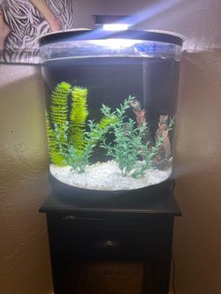 Fluval Curved Glass 14 gallon Fish tank