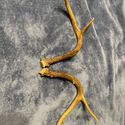 Deer Antlers