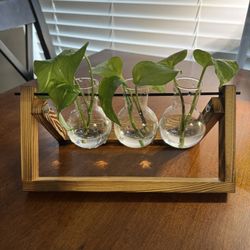 Free - Plant Terrarium With Wooden Base