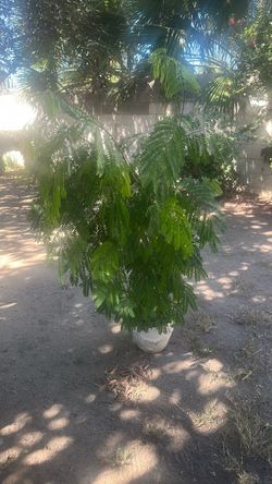 Guajes planta free