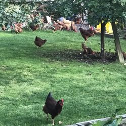 Fresh Daily Chicken Eggs 