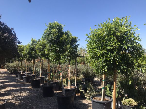 Indian laurel Ficus Trees 24 gallon for Sale in Mesa, AZ ...