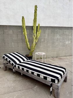 Architectural Euphorbia Ingens / Candelabra Cactus – Large Statement Plant