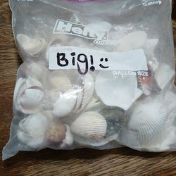 Assorted  Sea Shells Big