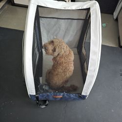 Dog Car Seat