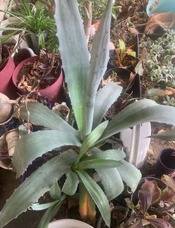 Blue Agave