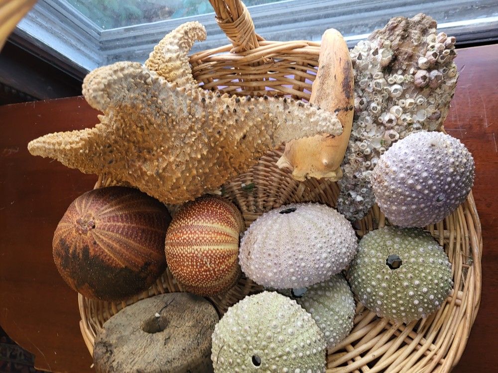 Sea Shells & Basket
