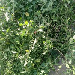 Se Vende Micle! Sale! $5!