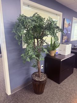  Ming Aralia 6ft artificial potted tree
