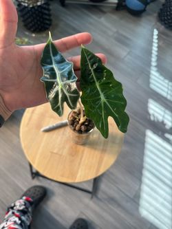 Alocasia Amazonica 'Polly'