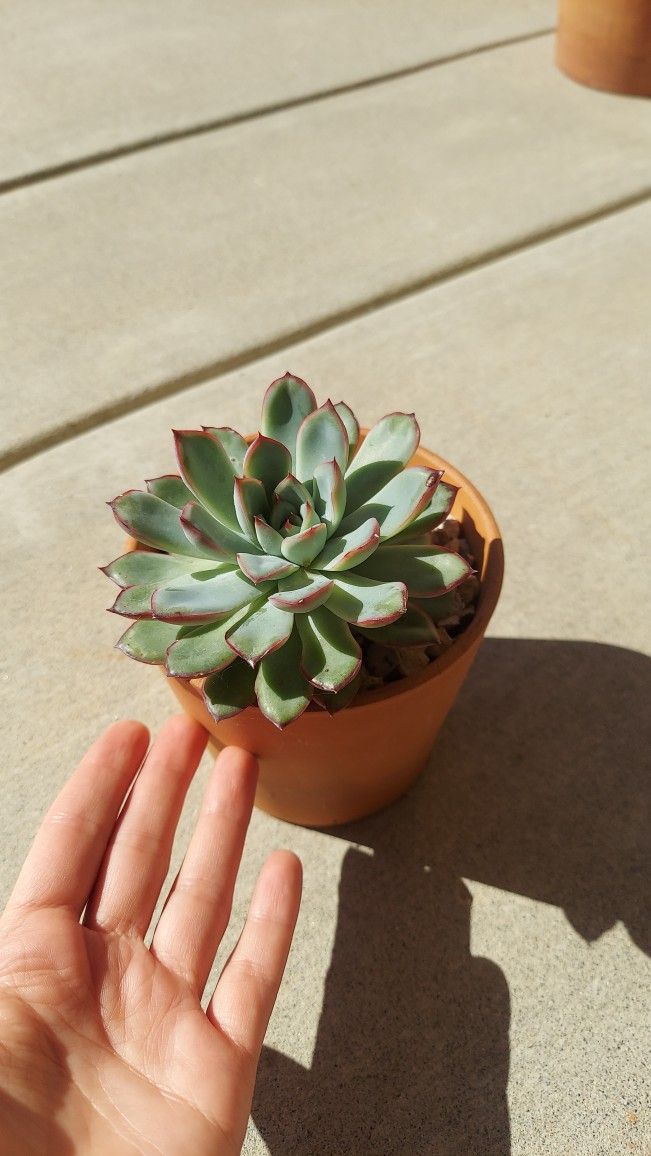 Succulent 