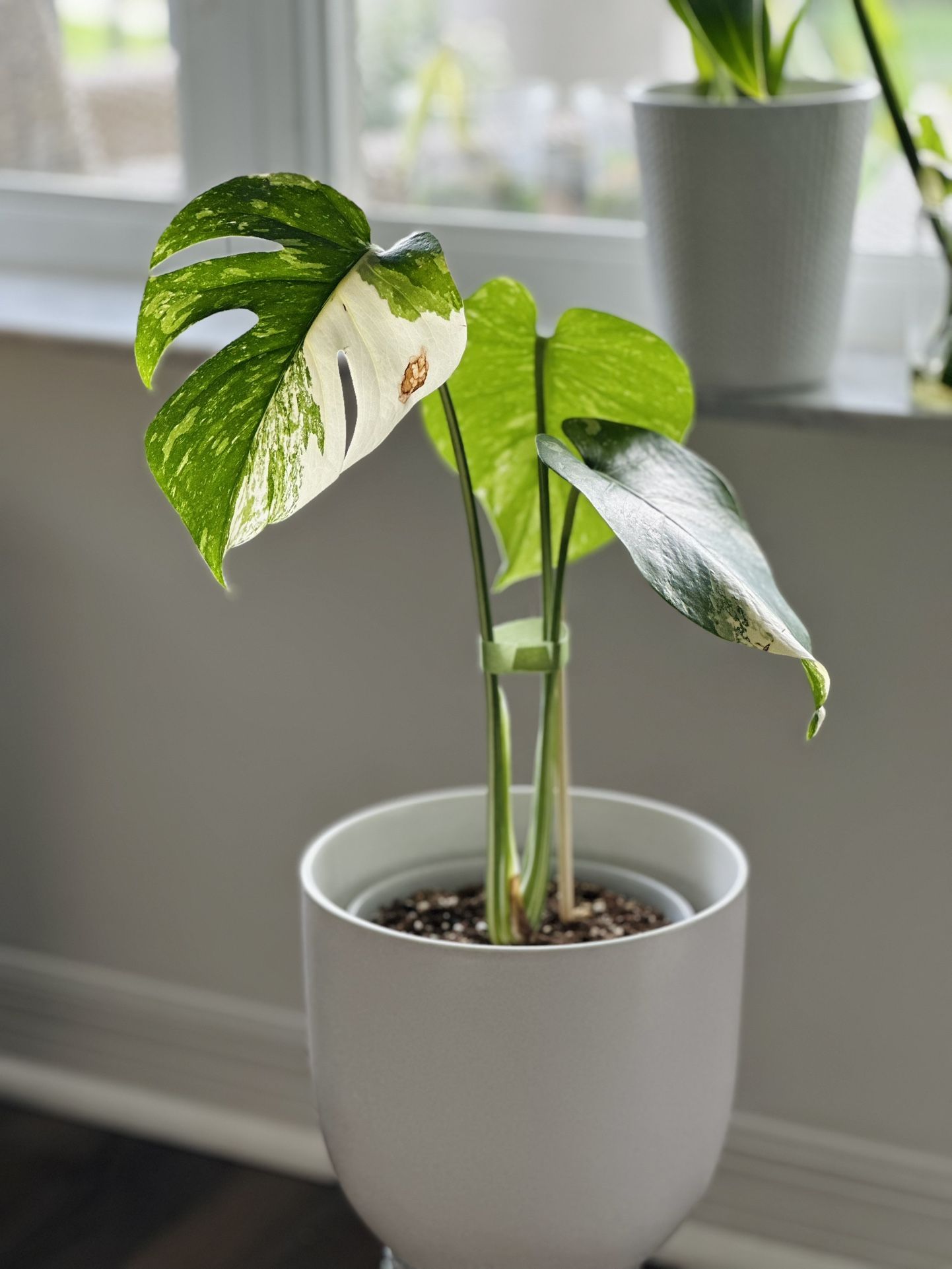 Gorgeous Monstera Thai Constellation
