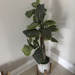 Fig plant 