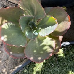 Beautiful Plant 🪴 