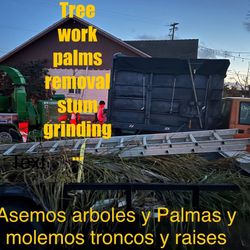 Palmas Y Arboles 