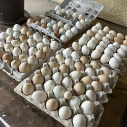 Fertile Eggs (Polish)
