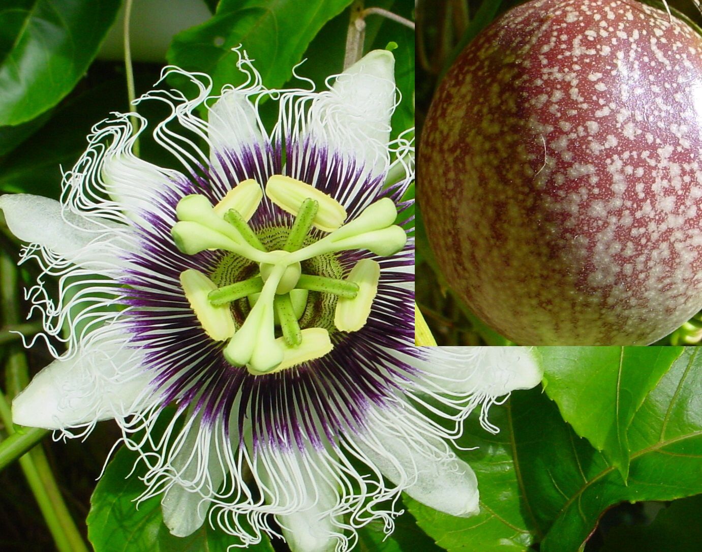 Passion Fruit Vine for Sale in Miami, FL OfferUp