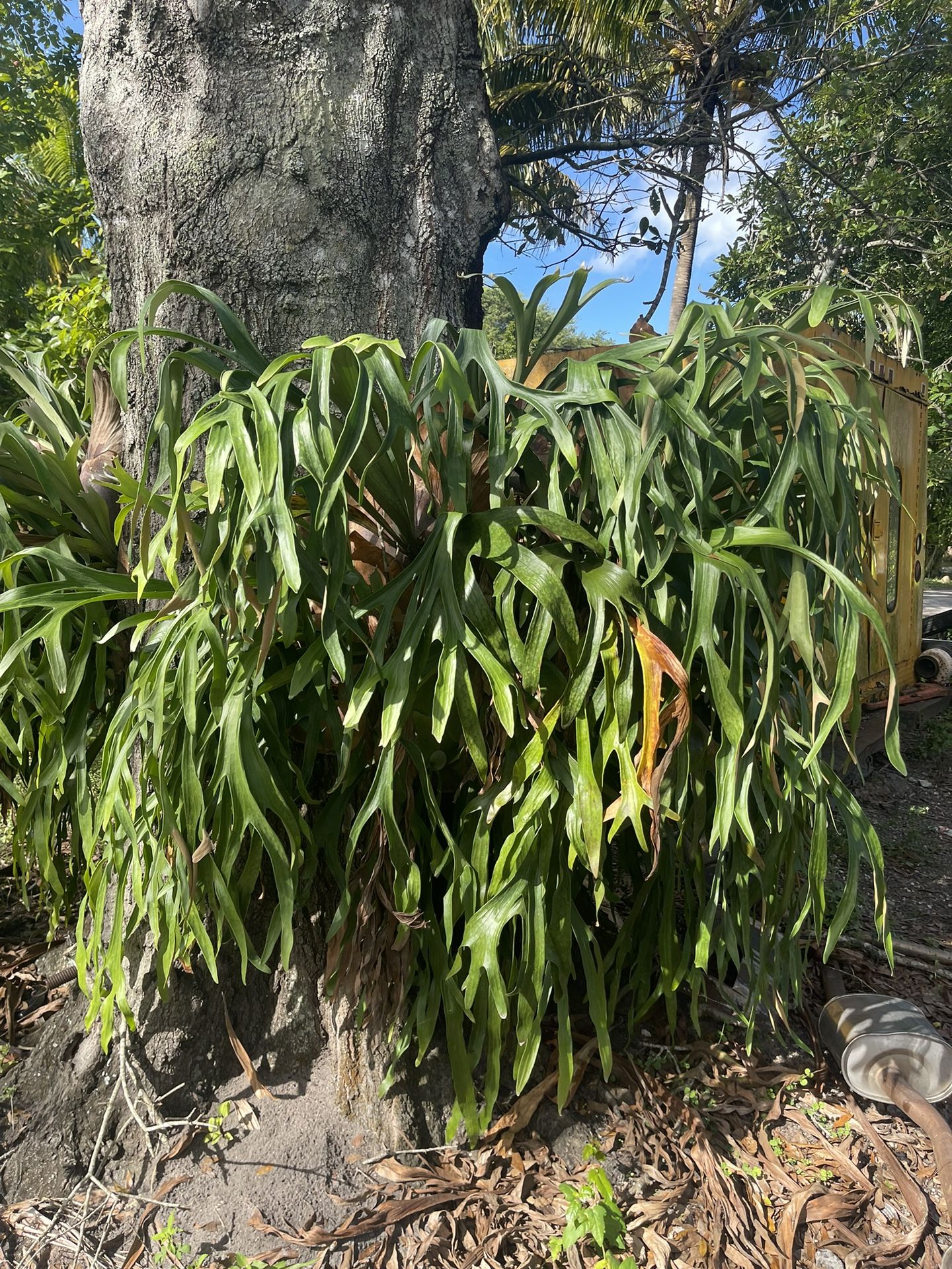 2 6ft+ Stag Horn