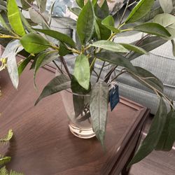 Plant