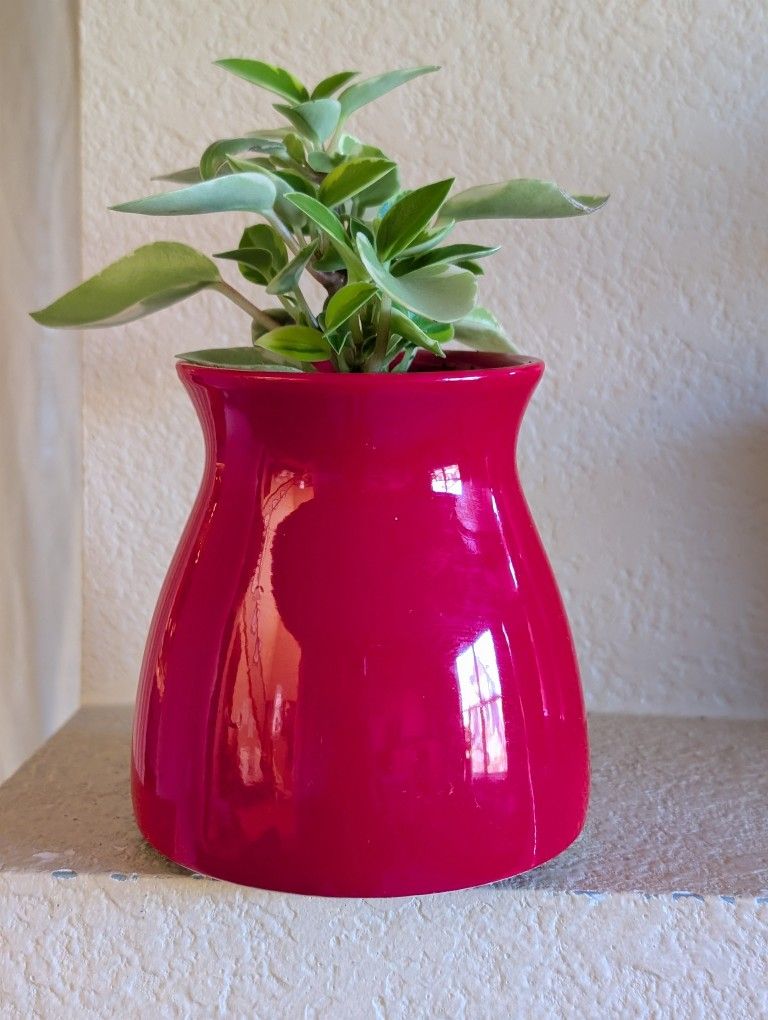 Healthy Beautiful Indoor Plant(Peperomia)