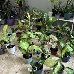 Plants For Sale 10 Each 