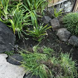 Free Society Garlic And Agapanthus 