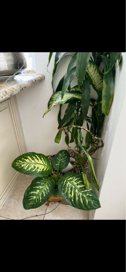 2 plants dieffenbachia