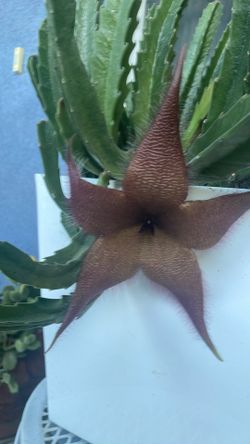 Planta De. Esta Pelia. Florea Burgundy.