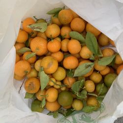 Kumquat Tắc Tròn 5.5$/pound