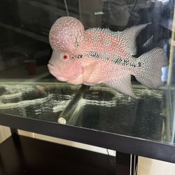 Fish Tank