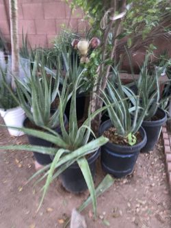 So many different plants available for sale