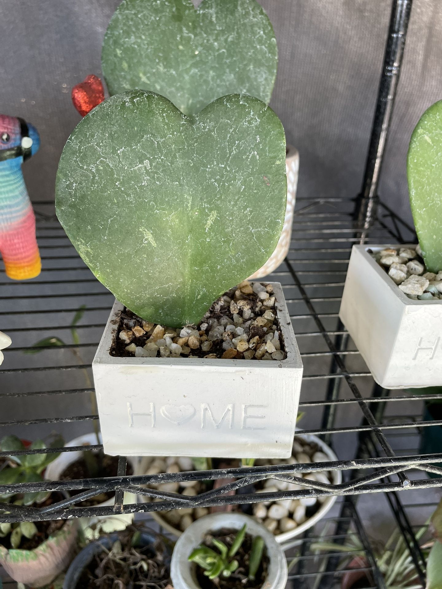 Sweetheart Plant (single Leaf)