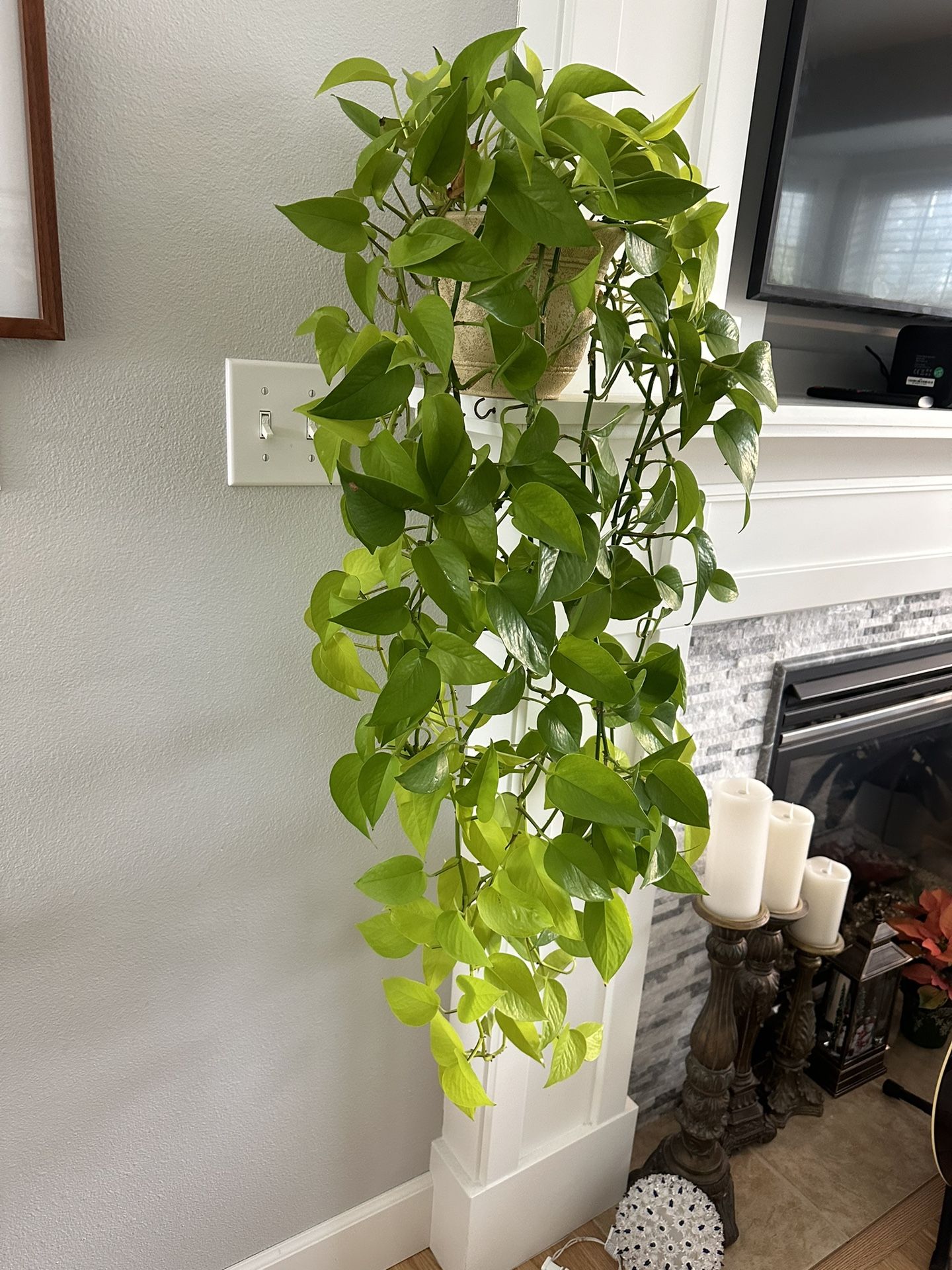 Neon Pothos Indoor Plant. 🪴
